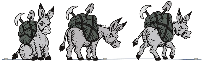 Three CGS Mule pack mules in a line carrying field gear, a rock pick and a shovel